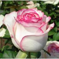 Роза чайно-гибридная Дольче Вита в контейнере