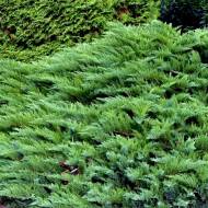 Саджанець Ялівець козацький Tamariscifolia в контейнері