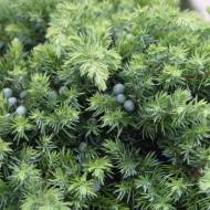 Саджанець Ялівець прибережний Schlager в контейнері