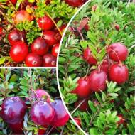 Комплект из 3-х саженцев клюквы разных сортов в контейнере