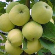 Саженец Яблоня Папировка в контейнере