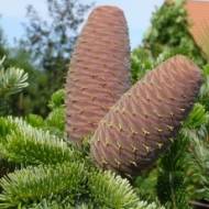 Саджанець Ялиця Кавказька Амболурі в контейнері