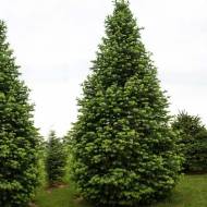 Саженец пихты Кавказская Амболури в контейнере