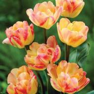 Тюльпан махровый Creme Upstar