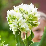 Тюльпан попугайный White Parrot