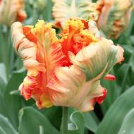 Тюльпан попугайный Parrot King