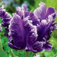 Тюльпан попугайный Blue Parrot