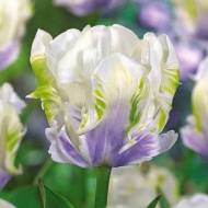 Тюльпан попугайный White Lizard