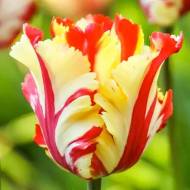 Тюльпан попугайный Flaming Parrot