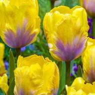 Тюльпан попугайный Yellow Lizard