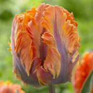 Тюльпан попугайный Irene Parrot