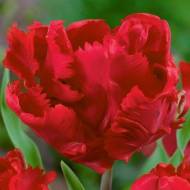 Тюльпан попугайный Karel Doorman