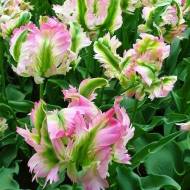 Тюльпан попугайный Green Wave