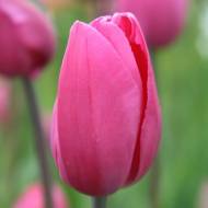 Тюльпан триумф Don Quichotte