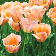 Тюльпан триумф Apricot Beauty