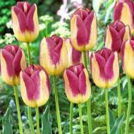Тюльпан триумф Boston