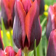 Тюльпан триумф Slawa