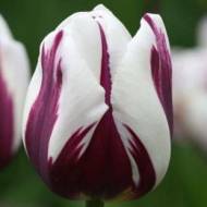 Тюльпан триумф Rem's Favourite