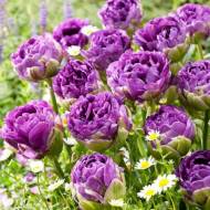 Тюльпан махровий Exquisit