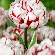 Тюльпан махровий Carnaval de Nice