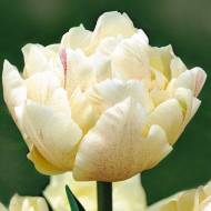 Тюльпан махровий Montreux