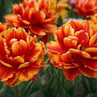 Тюльпан махровий Allegretto