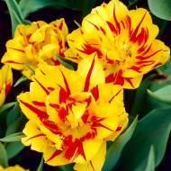 Тюльпан махровий Monsella