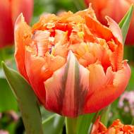 Тюльпан махровий Royal Centennial