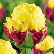 Тюльпан махровий Ice Cream Banana