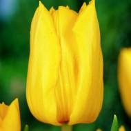 Тюльпан тріумф Yokohama