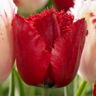 Тюльпан бахромчатий Red Wing
