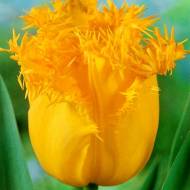 Тюльпан бахромчатий Royal Sphinx
