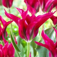 Тюльпан зеленоквітковий Doll's Minuet