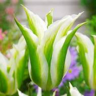 Тюльпан зеленоквітковий Greenstar