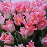 Тюльпан хвилястий Witty Picture