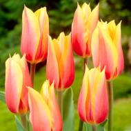 Тюльпан гігантський Blushing Beauty