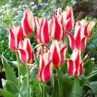 Тюльпан низькорослий Грейга Plaisir