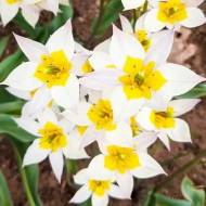 Тюльпан низькорослий ботанічний Saxatilis