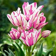 Тюльпан багатоквітковий Candy Club