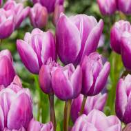 Тюльпан багатоквітковий Purple Elegance