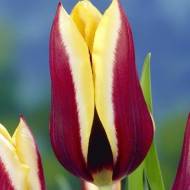 Тюльпан триумф Gavota