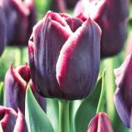 Тюльпан триумф Jack Pot