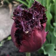 Тюльпан бахромчатый Black Jewel