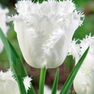 Тюльпан бахромчатый Honeymoon