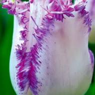 Тюльпан бахромчатый Aria Cards