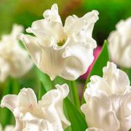 Тюльпан волнистый White Liberstar