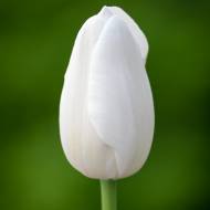 Тюльпан гигантский Clearwater