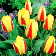 Тюльпан низкорослый Кауфмана Stresa