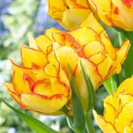 Тюльпан многоцветковый Aquilla