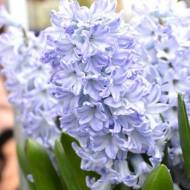 Гіацинт Blue Eyes
